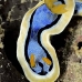 nudibranch_sne_v_0043_yap0373.jpg